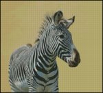 (image for) Z is for Zebra